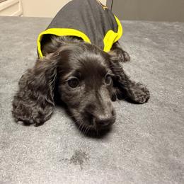 Shadow - Black male Dachshund puppy in Magnolia, Texas from Carrie’s Countryside Dachshunds