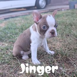 Jinger - Brindle and white female Boston Terrier puppy in Lakewood, Colorado from Jeff's Boston Terriers