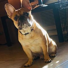 French Bulldogs from Majestic Frenchies