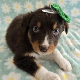 Aurora - Red tri-color female Australian Shepherd puppy in Colorado from Firestone Australian Shepherds