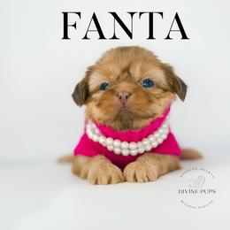 Girl 3 - female Shih Tzu puppy in League City, Texas from Divine Pups