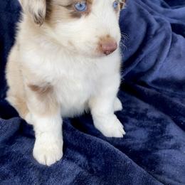 Miniature Australian Shepherd Puppies from DLT MiniAussie