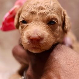 Honey - Apricot female Goldendoodle puppy in Forney, Texas from Diamond Doodle Pups and Poodles
