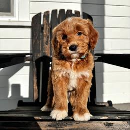 River - Apricot male Australian Labradoodle puppy in Ferndale, Washington from Annie's Doodles