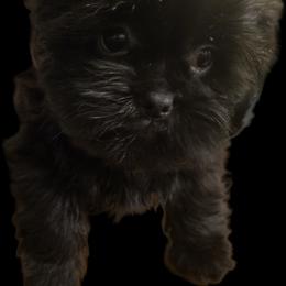 Baby Ryder - Black male Shih Tzu puppy in Englewood, New Jersey from Sincerely Paws
