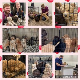 Goldendoodle and Labradoodle Puppies from Blessing Labradoodles, Goldendoodles, standard and mini’s