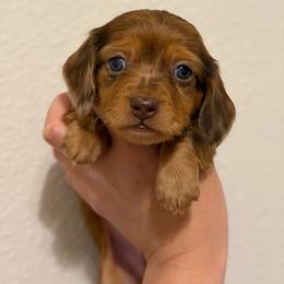 Shaded Red Dapple Male - Dapple male Dachshund puppy in Horizon City, Texas from Micah's Minis
