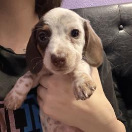 Prince - Chocolate and tan male Dachshund puppy in Nampa, Idaho from 208 Dox Dynasty
