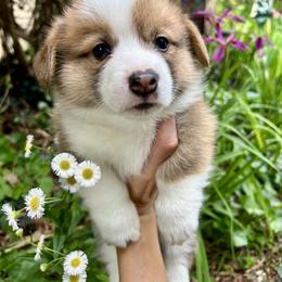 Pembroke Welsh Corgi Puppies from Delaney’s Corgis