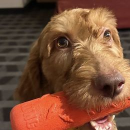 Wirehaired Vizslas from Prosperity Point Gundogs