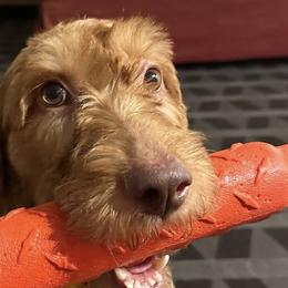 Wirehaired Vizslas from Prosperity Point Gundogs