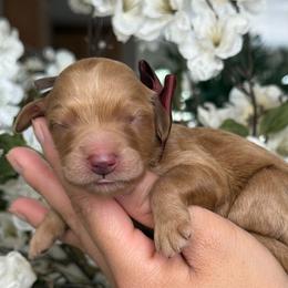 Paris - Apricot female Goldendoodle puppy in Yuciapa, California from AlltheDoodlez_