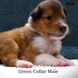 Green Collar Sable Male - Sable and white male Collie puppy in Gleason, Tennessee from Liberty Collies