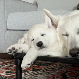 Berger Blanc Suisse Puppies from Nasha Comanda White Swiss Shepherds