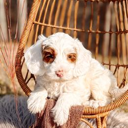 Tawny - Caramel cream female Australian Labradoodle puppy in Decatur, Alabama from Southern Meadows Doodles
