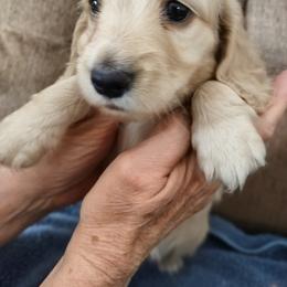 Bella - Cream female Dachshund puppy in Hotchkiss, Colorado from Leroux Creek Cream Dachshunds