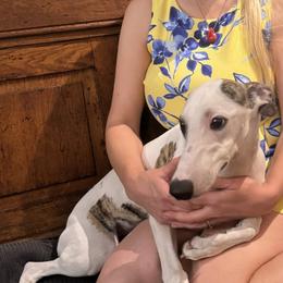 Cooper - White and red brindle male Whippet puppy in New Port Richey, Florida from Trezlar Whippets