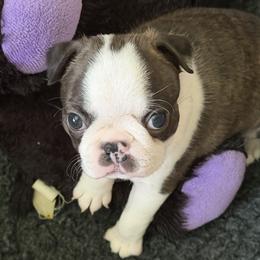 Boston Terrier Puppies from Lone Spur Boston’s