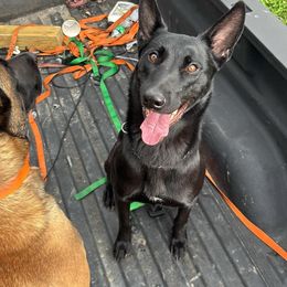 Leti - Black brindle female Dutch Shepherd puppy in Duffield, Virginia from Sage Mountain Farm and Kennels