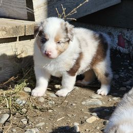 Frosty - Red merle male Australian Shepherd puppy in Powell, Wyoming from Waterworth Australian Shepherds