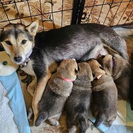 Shiba Inu puppies from Yoru's Dojo Legacy