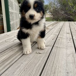 Australian Shepherd Puppies from 5280 Australian Shepherd