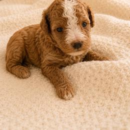Boy 1 - Red  male Poodle puppy in Eckert, Colorado from High Desert Poodles