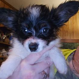 Girl 2 - White black and tan female Papillon puppy in Forest City, North Carolina from Eastern Papillions