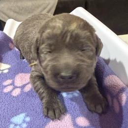 White- Charcoal Female - Charcoal female Dilute Retriever puppy in Marion, Illinois from Summer Lovin’ Labradors of Southern Illinois