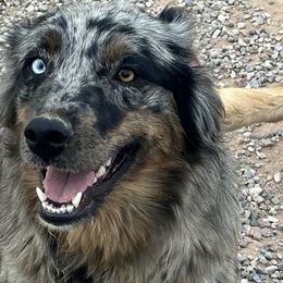 Queen - Australian Shepherd