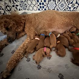 Teal collar - Apricot male Poodle puppy in Riverside, California from Riverside red poodles