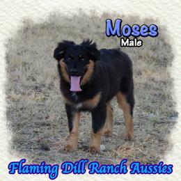 Moses - Black tri male Miniature Australian Shepherd puppy in Forestburg, Texas from Flaming Dill Ranch Aussies