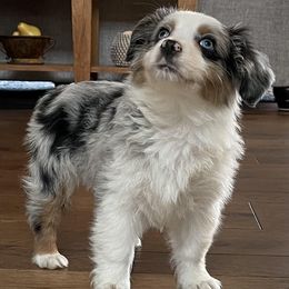 Miniature American Shepherds from Miniature American Shepherds at 3M Southwind
