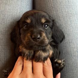 Brie - Black and cream female Dachshund puppy in Rogue River, Oregon from Bear Feet Dachshunds