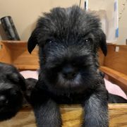 Standard Schnauzer Puppies from OmaStarke Standard Schnauzers