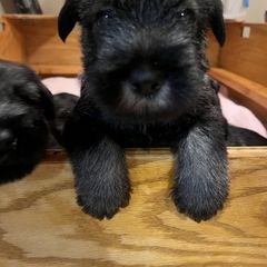 Standard Schnauzer Puppies from OmaStarke Standard Schnauzers