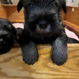 Standard Schnauzer Puppies from OmaStarke Standard Schnauzers