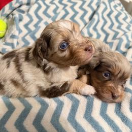 Sienna - Red merle female Aussiedoodle puppy in Warrensburg, Missouri from Dreamer Ridge Puppies