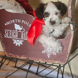 Nikolaj (Niko) - Parti male Miniature Schnauzer puppy in Winter Haven, Florida from The Blue Eyed Schnauzer