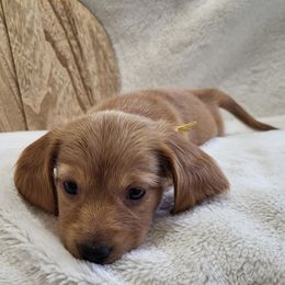Yellow AKC - Red male Dachshund puppy in Mesa, Arizona from Diamondback Doxie