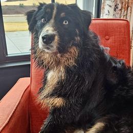 Australian Shepherd All Grown Up from Muckalee Lane Aussies