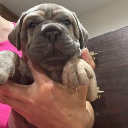 Girl 1 - Gray and fawn female Cane Corso puppy in Highland, Illinois from C&I Elite Cane Corso