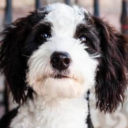 Bernedoodles, Cavalier King Charles Spaniels, Cavapoos, and Poodles from Dinky Doo Doodles