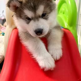 Alaskan Malamute Puppies from Alpenglow Alaskan Malamutes