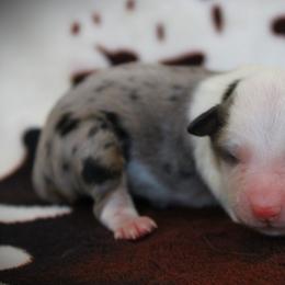 Girl 4 - female Miniature Australian Shepherd puppy in Menomonee Falls, Wisconsin from Hunt N Oaks