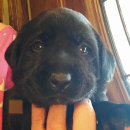 Boy 5 - Black Labrador Retriever puppy in Farmington, Washington from Eelkema's Labradors at CrossView Ranch