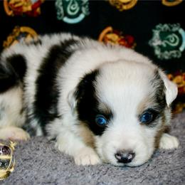 Scarecrow - Blue merle male Australian Shepherd puppy in El Dorado Springs, Missouri from HP Aussie Kennels