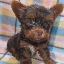 Chocolate M2 - Chocolate, tan and white male Yorkshire Terrier puppy in Lakeland, Florida from You Me & The Yorkies