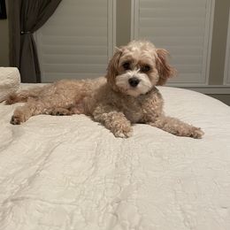 Cavapoo and Cockapoo All Grown Up from Megan Roach's Cockapoos, Cavapoos and Aussiedoodles