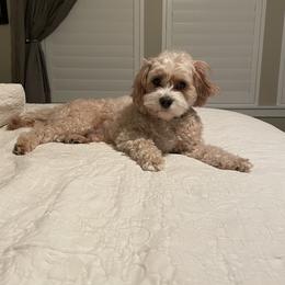 Cavapoo and Cockapoo All Grown Up from Megan Roach's Cockapoos, Cavapoos and Aussiedoodles